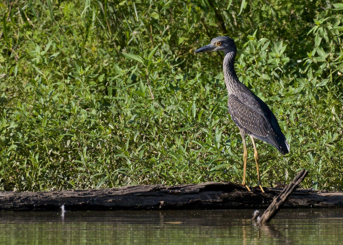 Yellow-crowned Night Heron - ML65740121