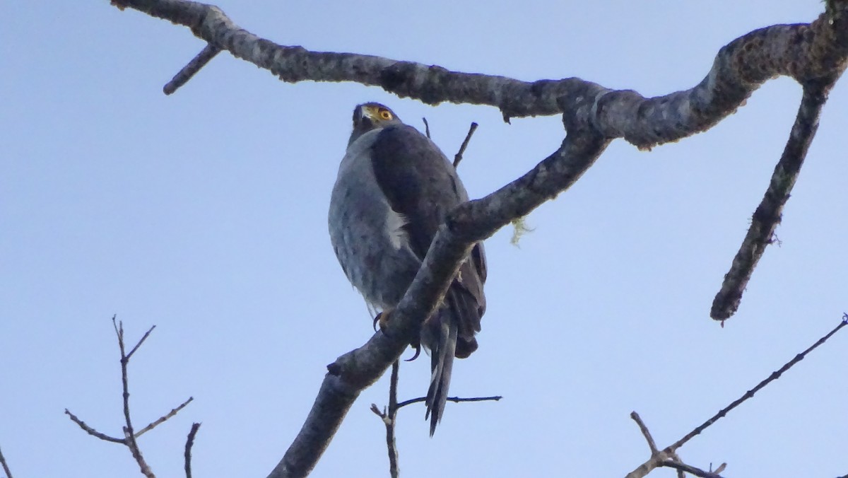 Bicolored Hawk - ML657402030