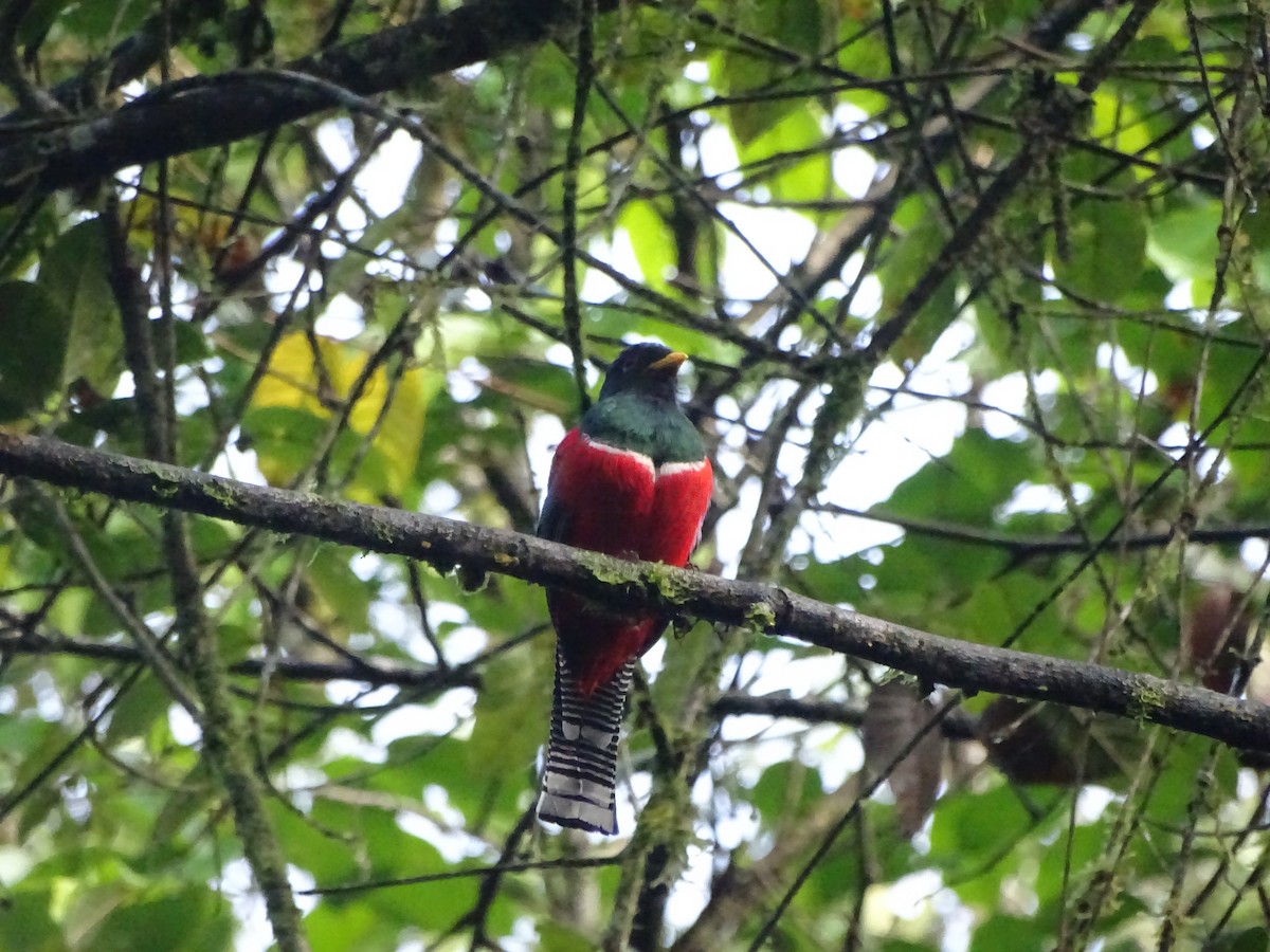Collared Trogon - ML657402131