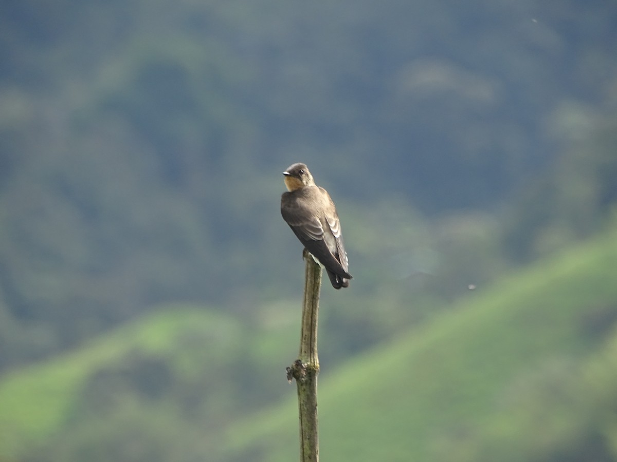 Southern Rough-winged Swallow - ML657402372