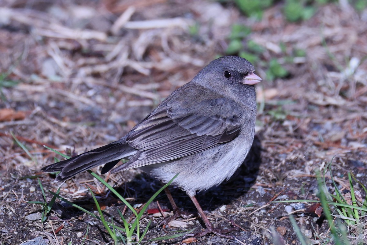 Dark-eyed Junco - ML657403289