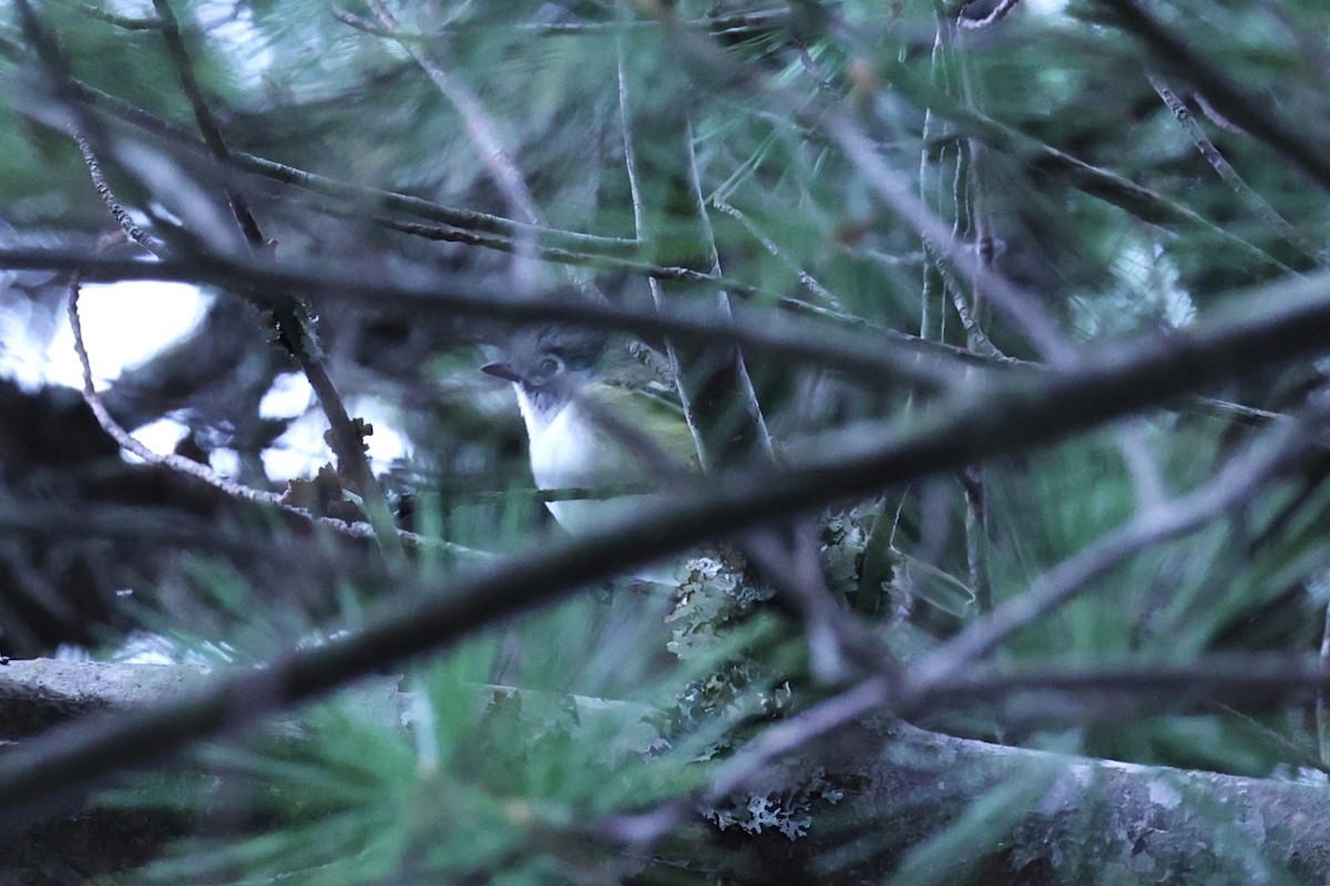 Blue-headed Vireo - ML657403342