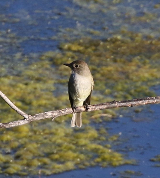 Willow Flycatcher - ML65740441