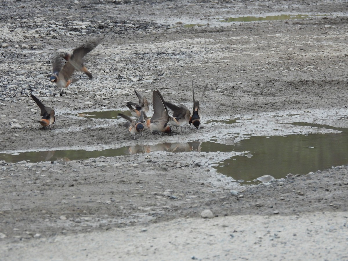 Cliff Swallow - ML657404482