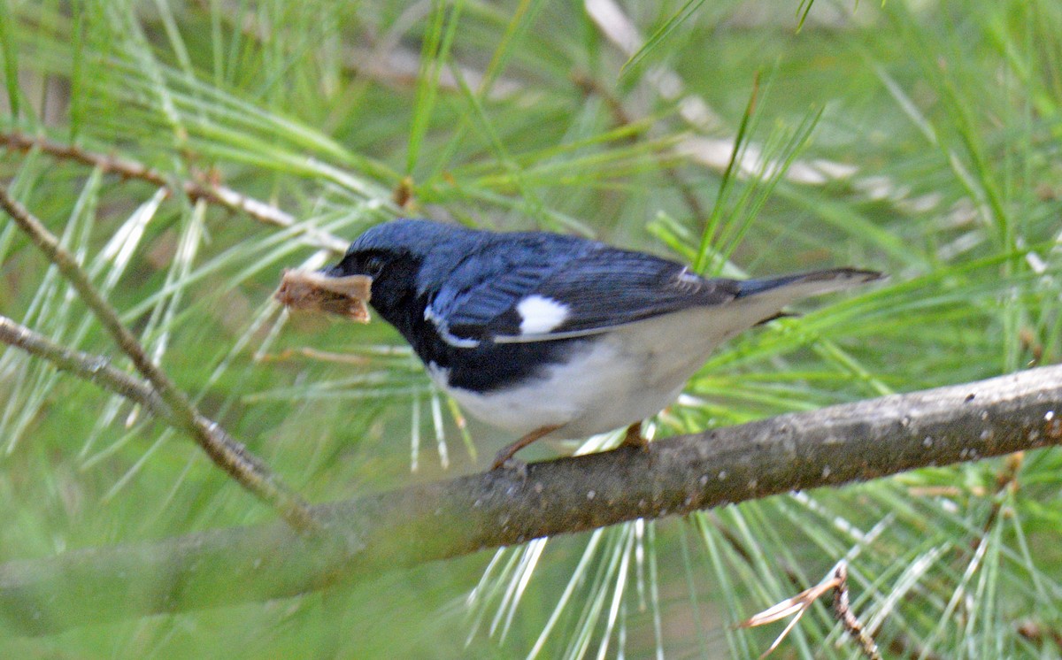 Black-throated Blue Warbler - ML657404674