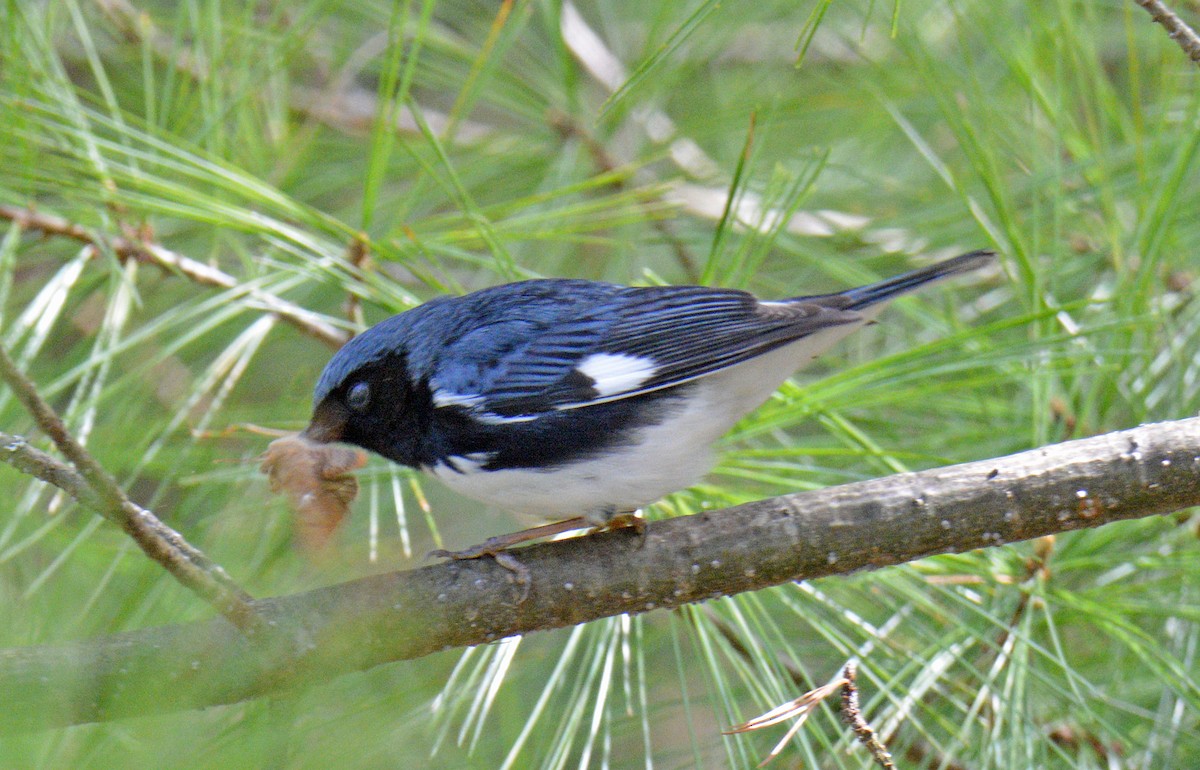 Black-throated Blue Warbler - ML657404677