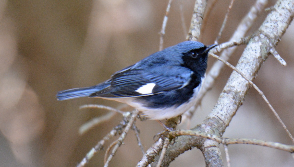 Black-throated Blue Warbler - ML657404678