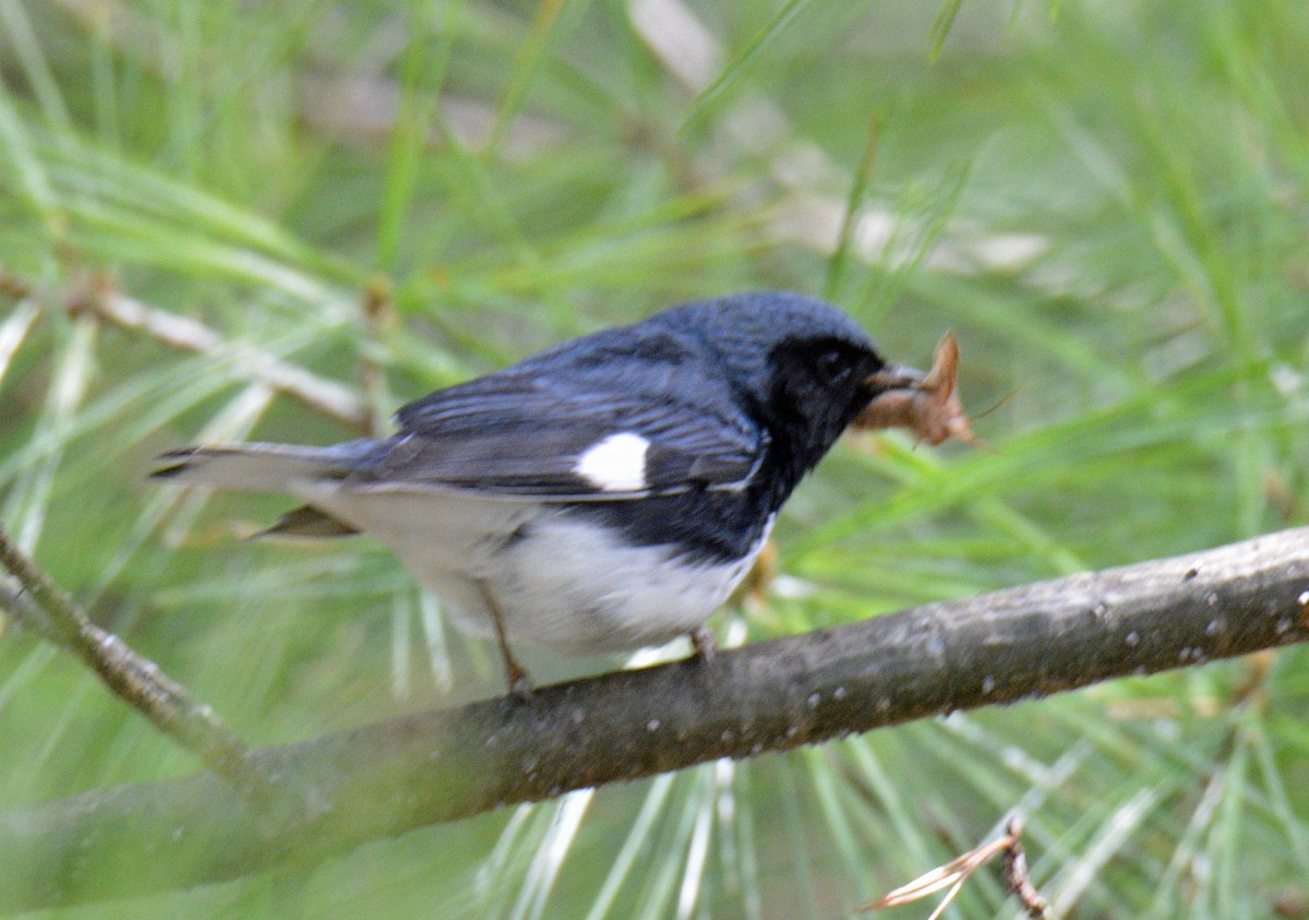 Black-throated Blue Warbler - ML657404679