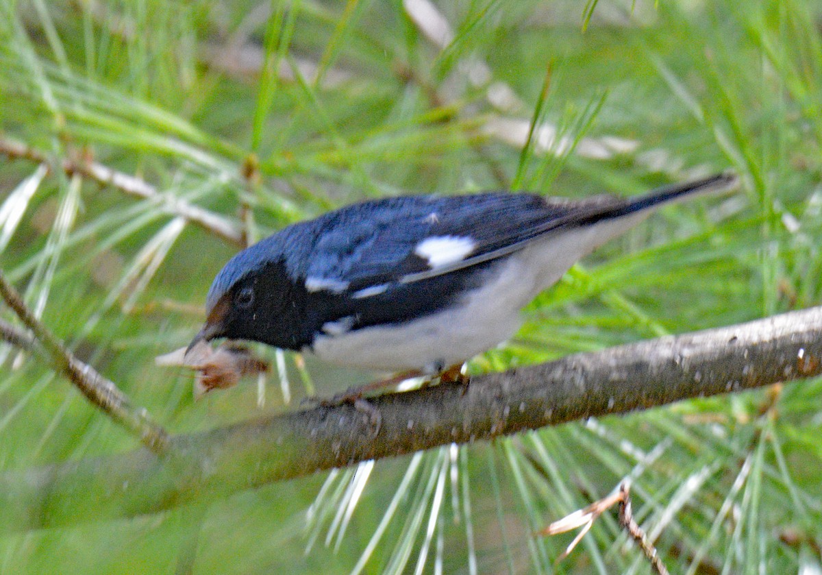 Black-throated Blue Warbler - ML657404682