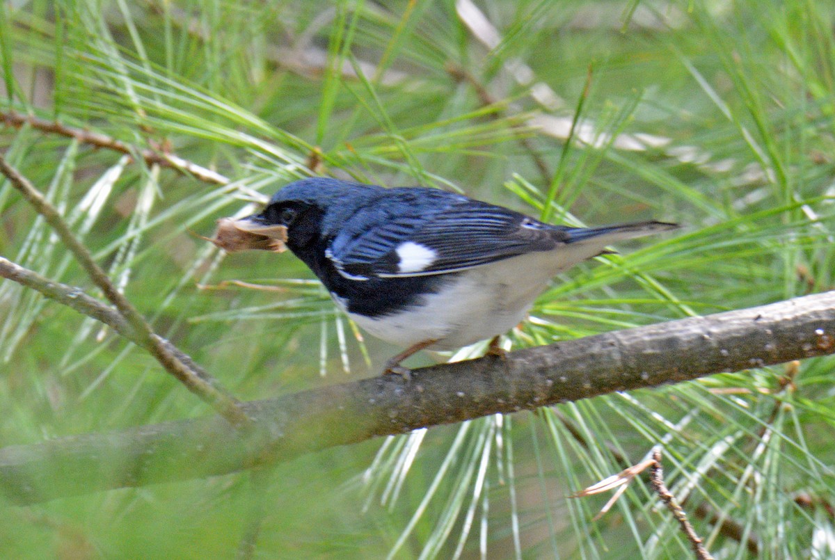 Black-throated Blue Warbler - ML657404683