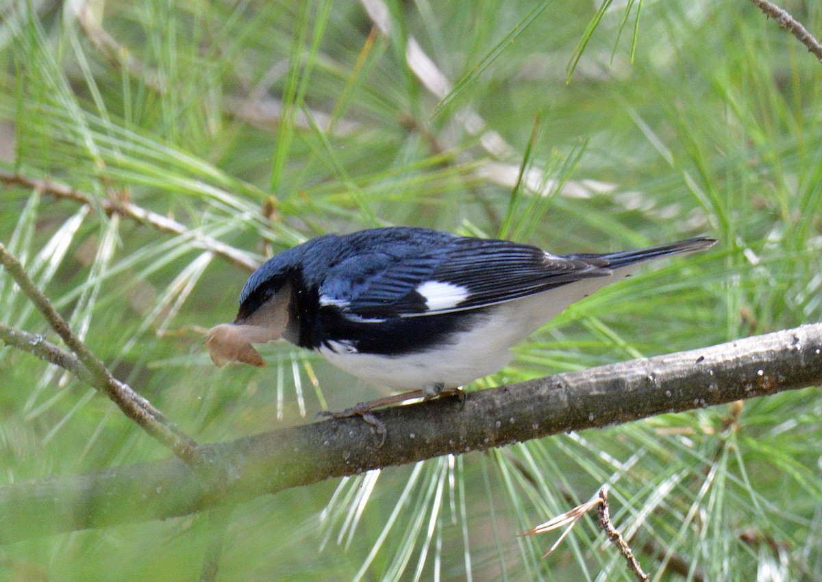 Black-throated Blue Warbler - ML657404684