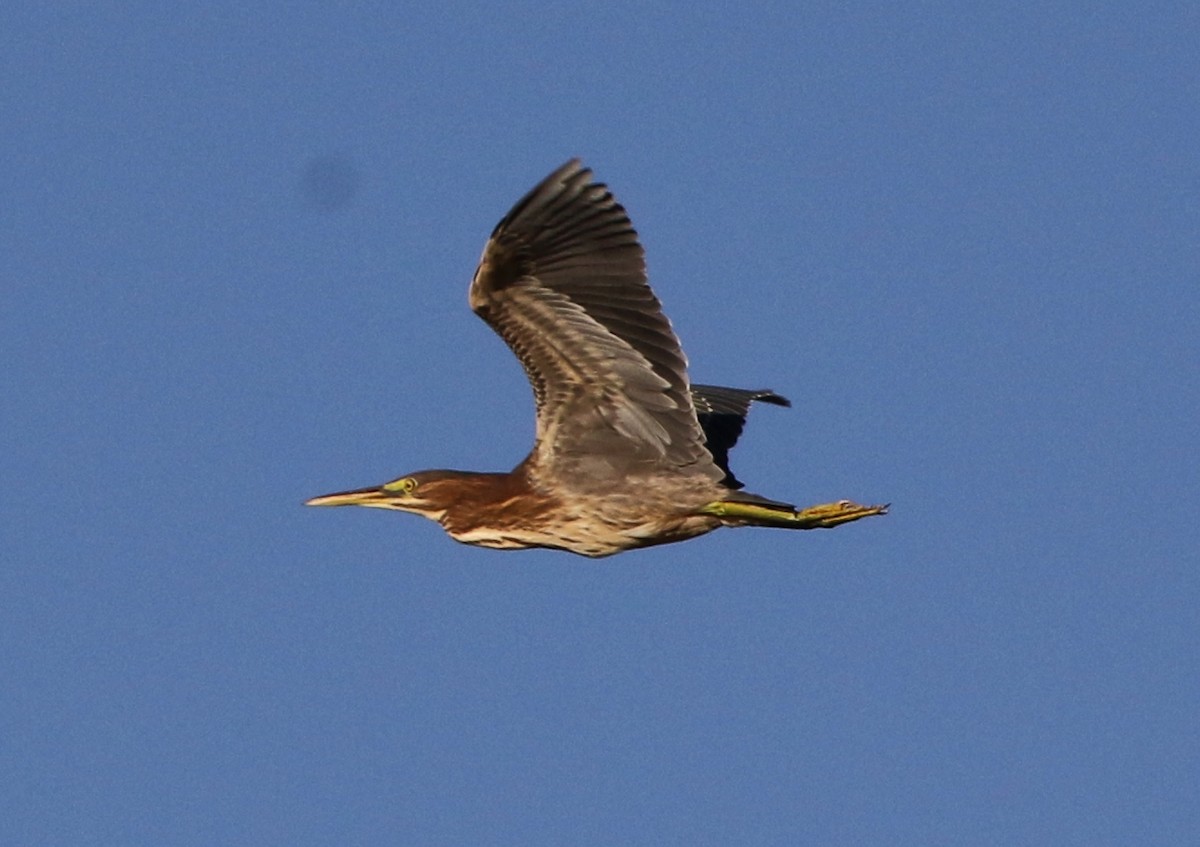 Green Heron - ML65740551