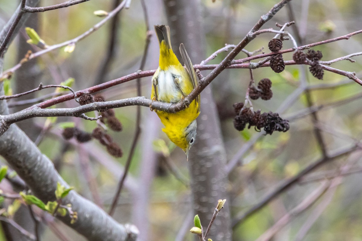 Nashville Warbler - ML657405783