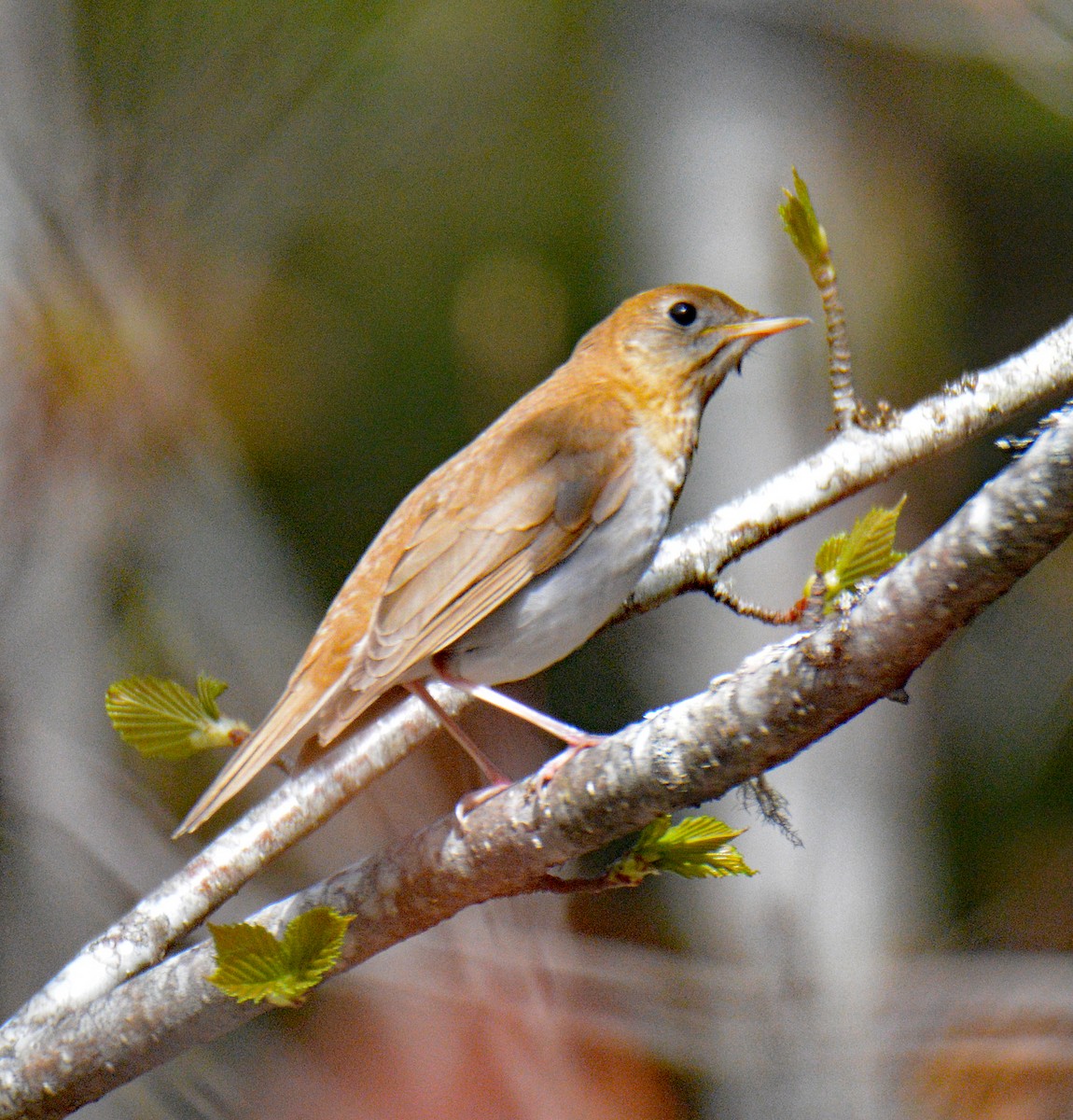 Veery - ML657405814