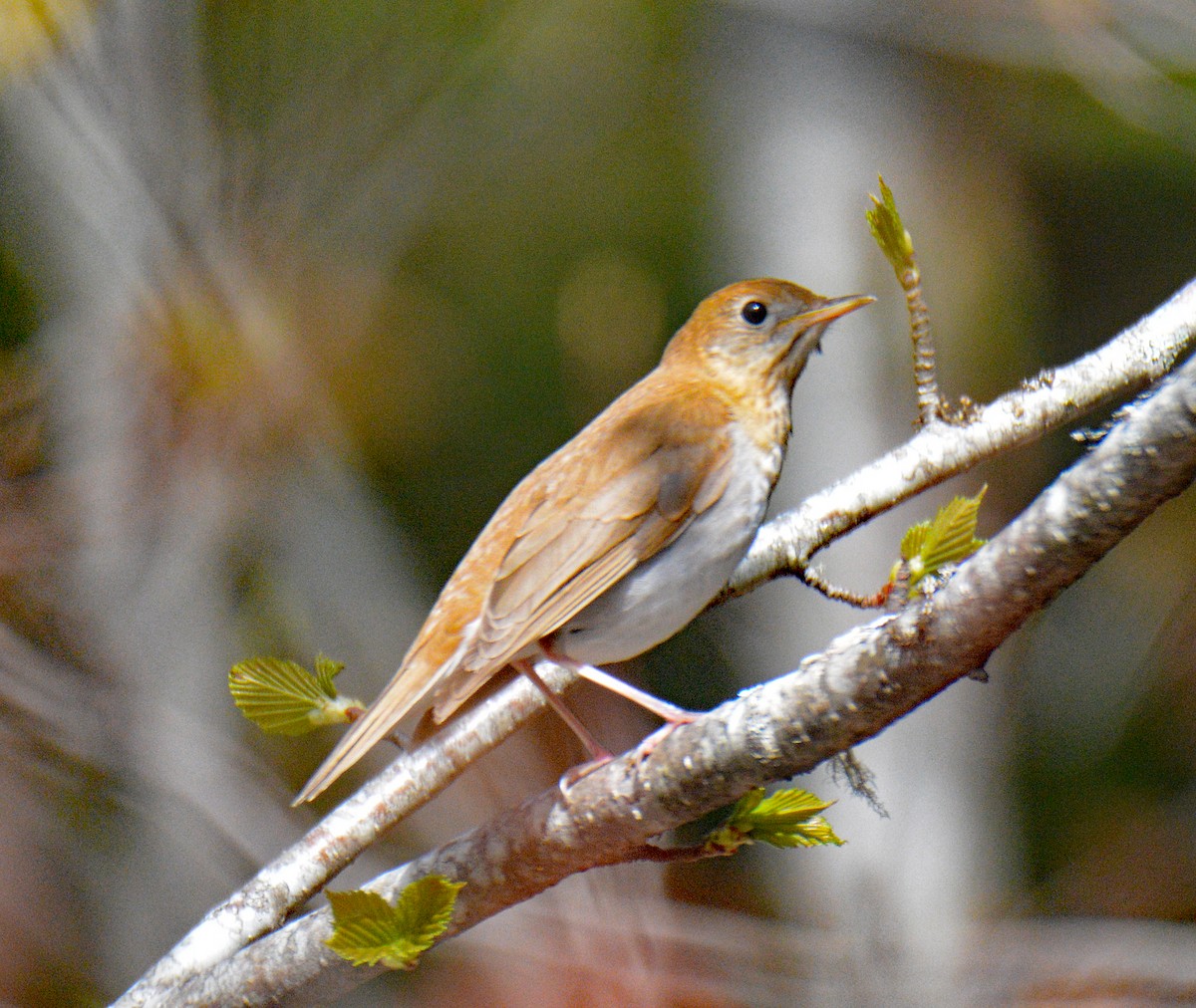 Veery - ML657405815