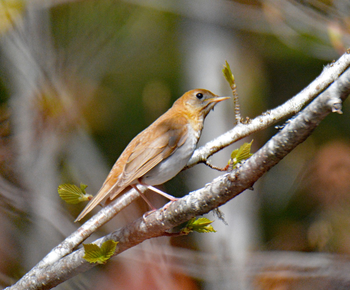 Veery - ML657405816