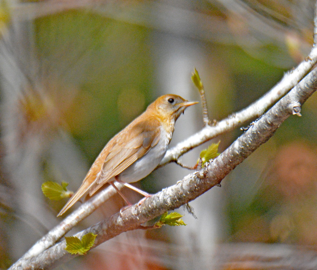 Veery - ML657405817