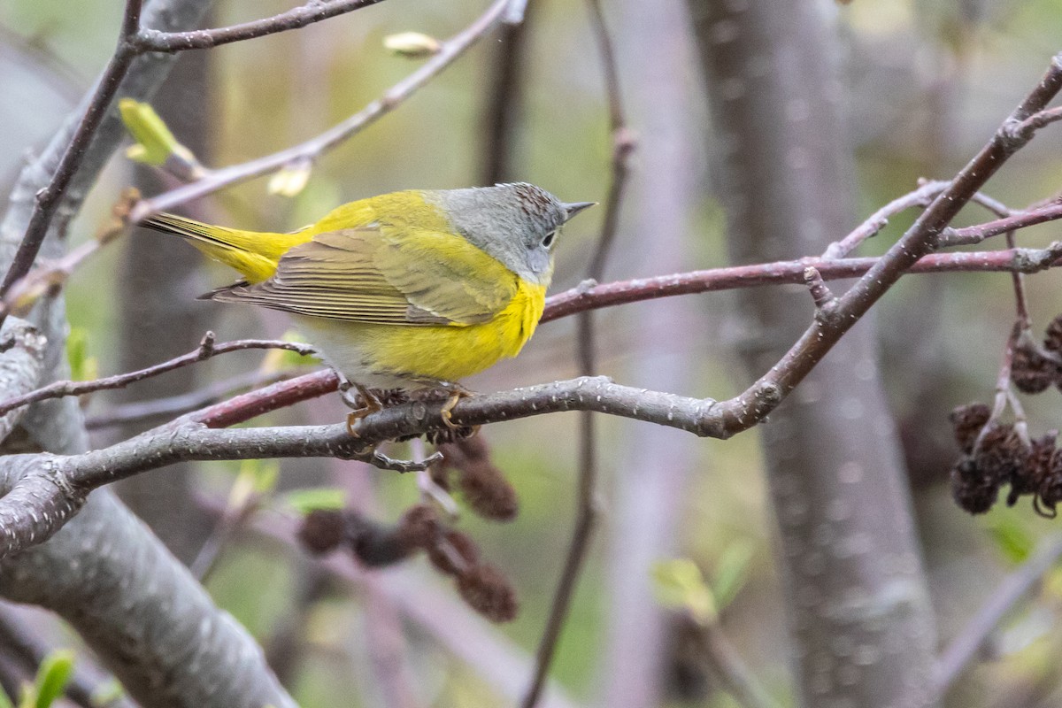 Nashville Warbler - ML657405870