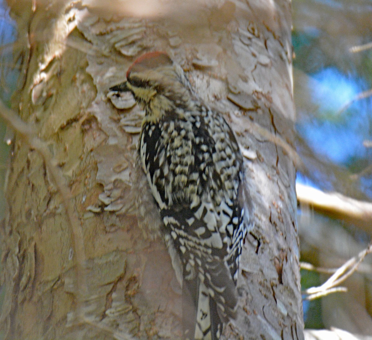 Yellow-bellied Sapsucker - ML657405922