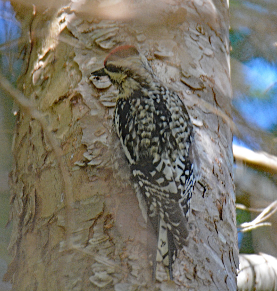 Yellow-bellied Sapsucker - ML657405923
