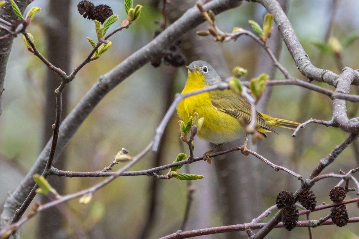 Nashville Warbler - ML657405958