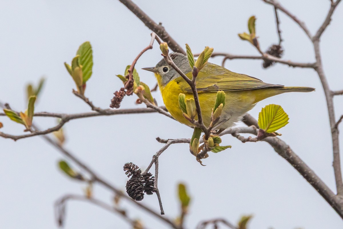 Nashville Warbler - ML657406243