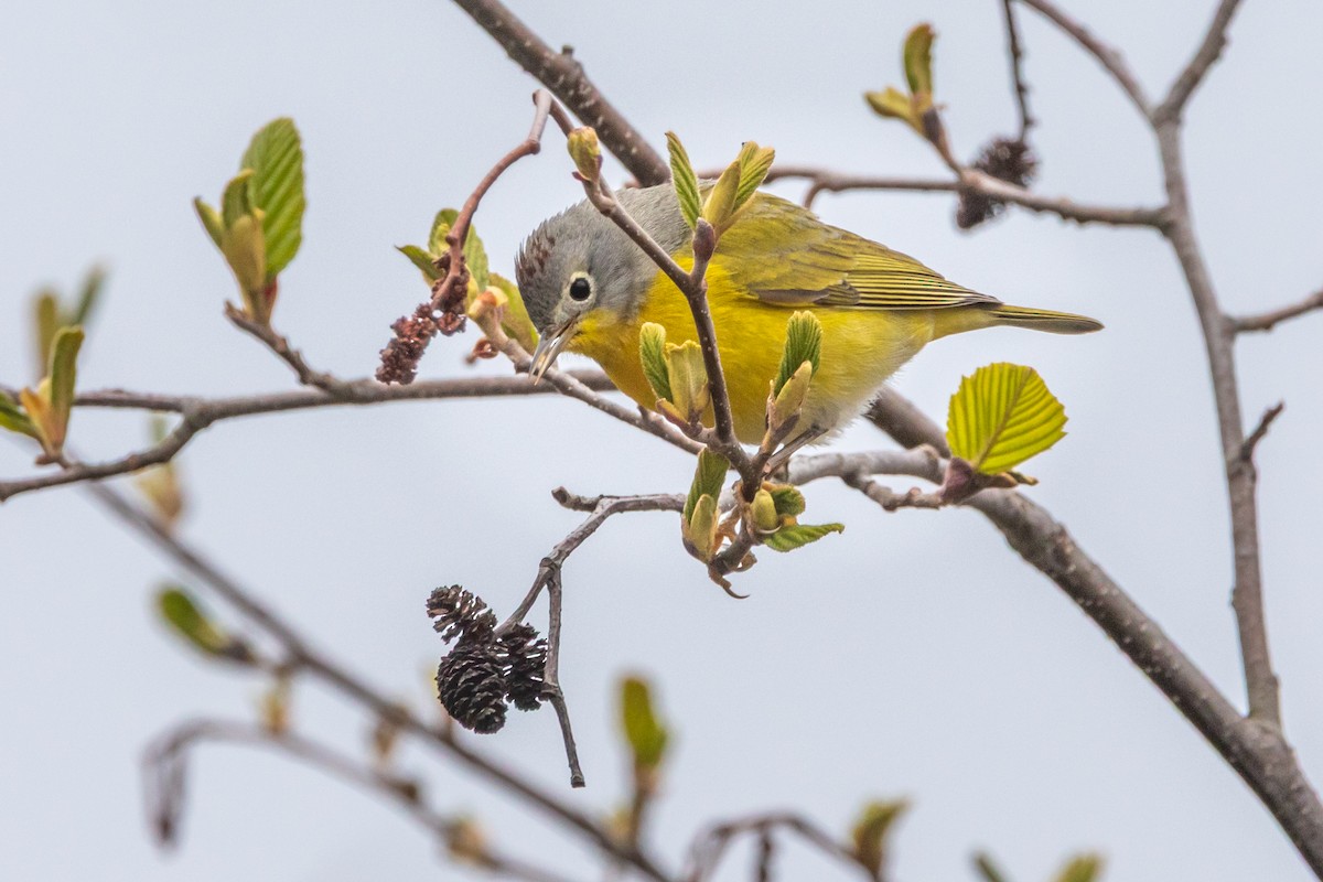 Nashville Warbler - ML657406244