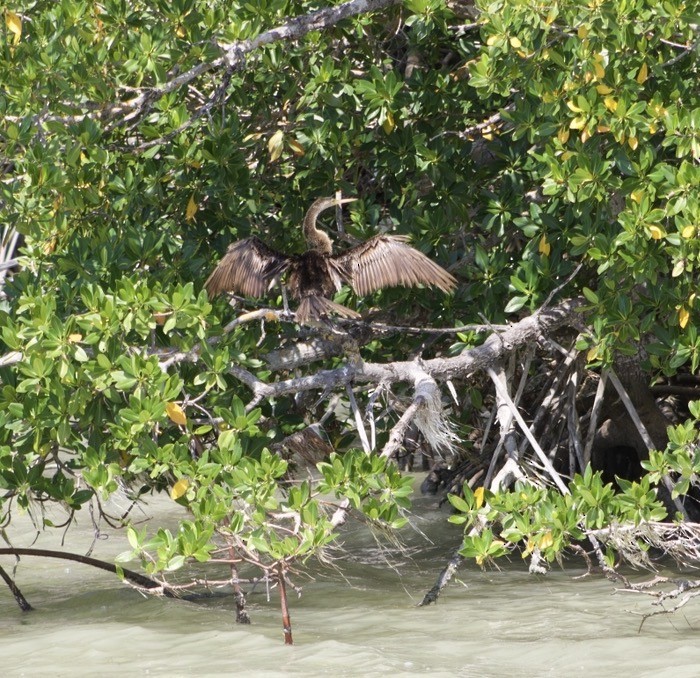 eBird Checklist - 16 Mar 2026 - Murray Key, FL - 12 species