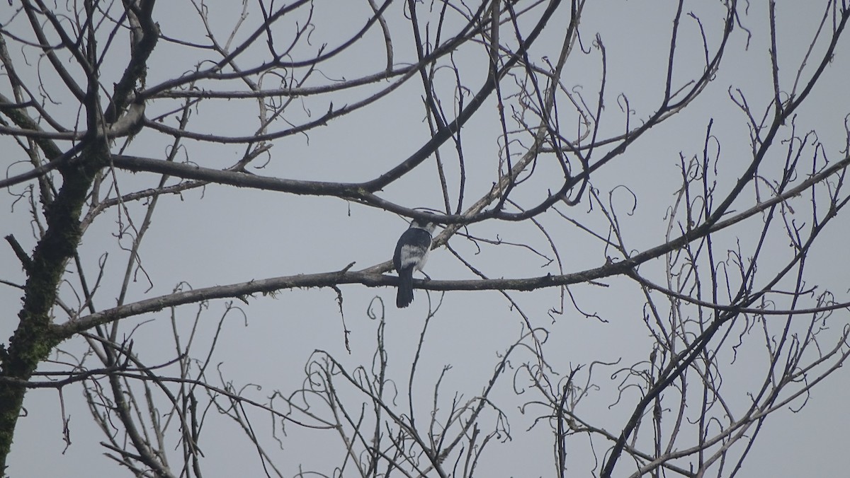 Variable Seedeater - ML657406477