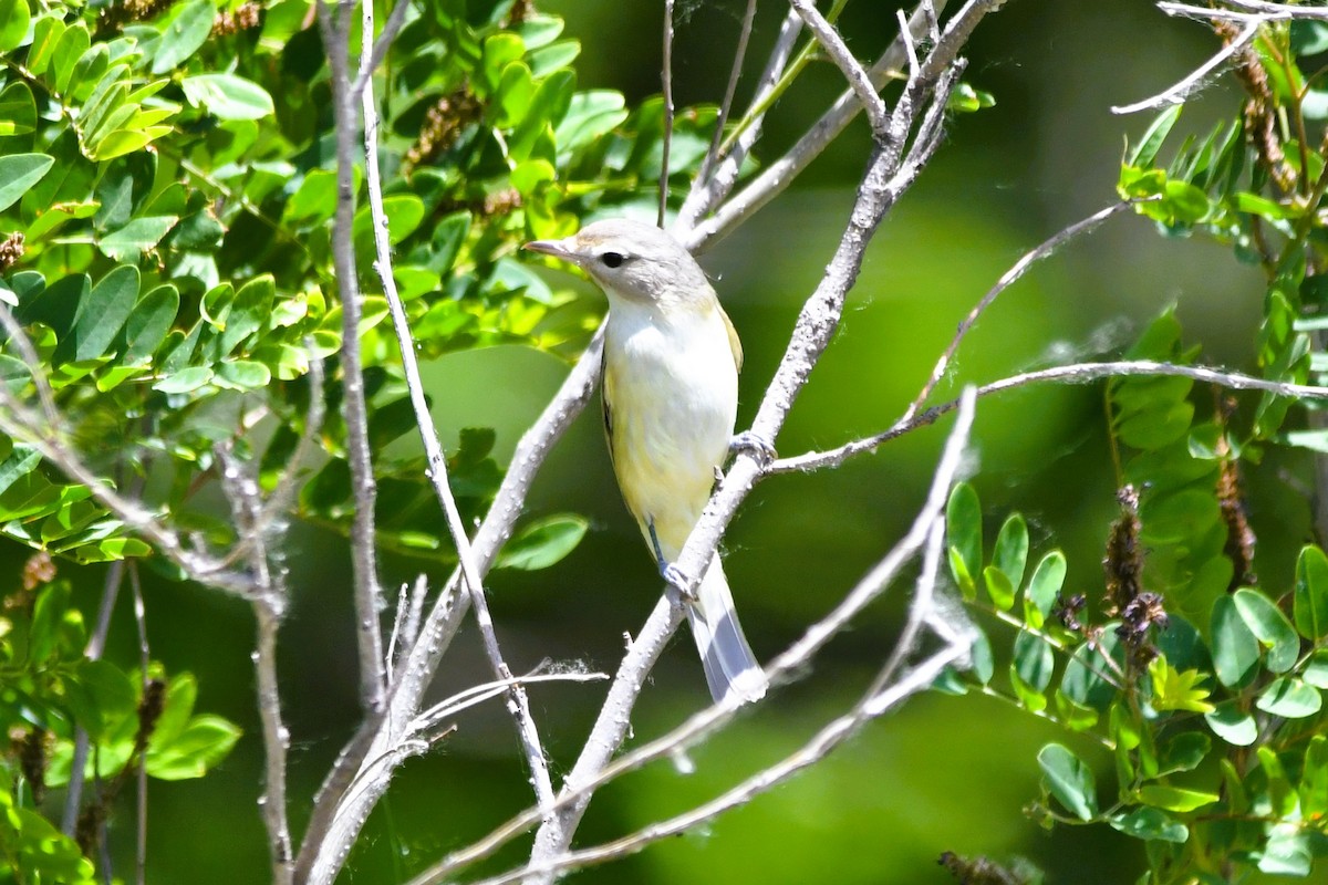 Doğulu Ötücü Vireo - ML657406695