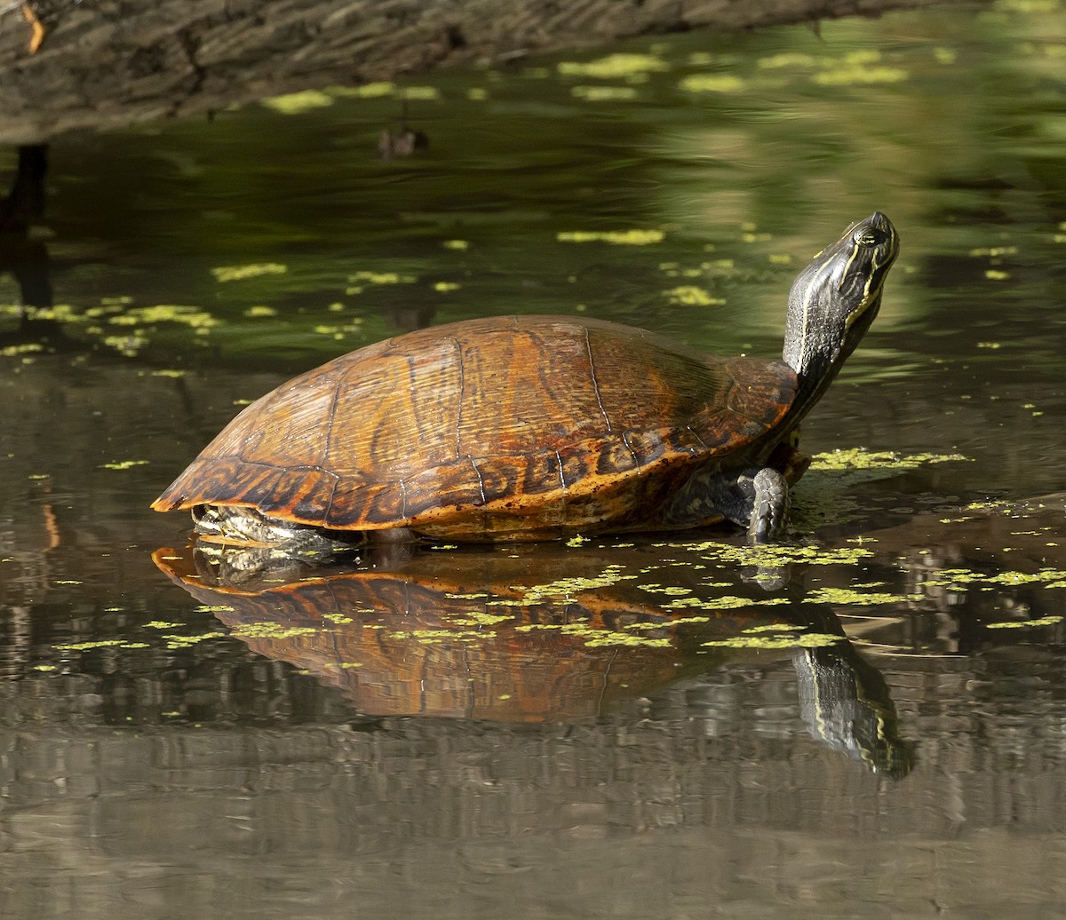 Eastern Painted Turtle - ML657406703