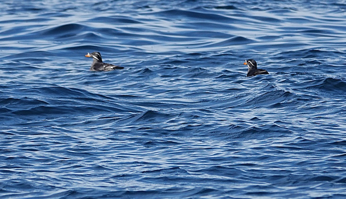 eBird Checklist - 12 May 2026 - Juan de Fuca Strait, Capital CA-BC (48. ...