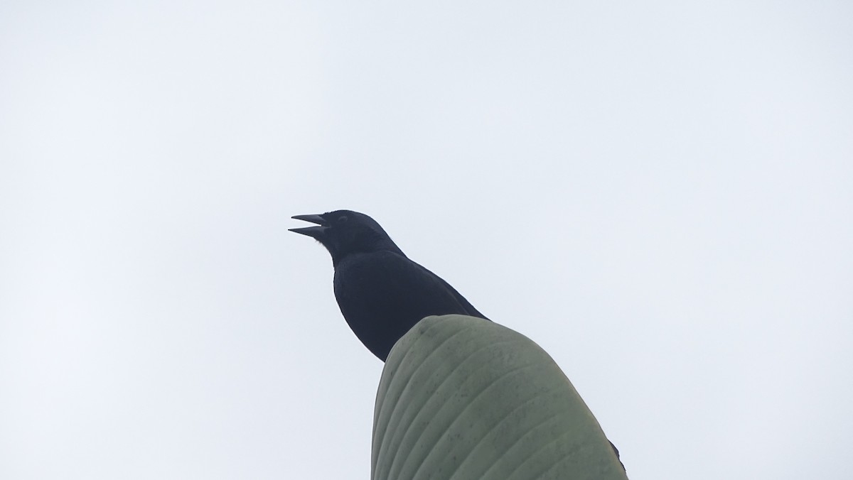 Shiny Cowbird - ML657406831