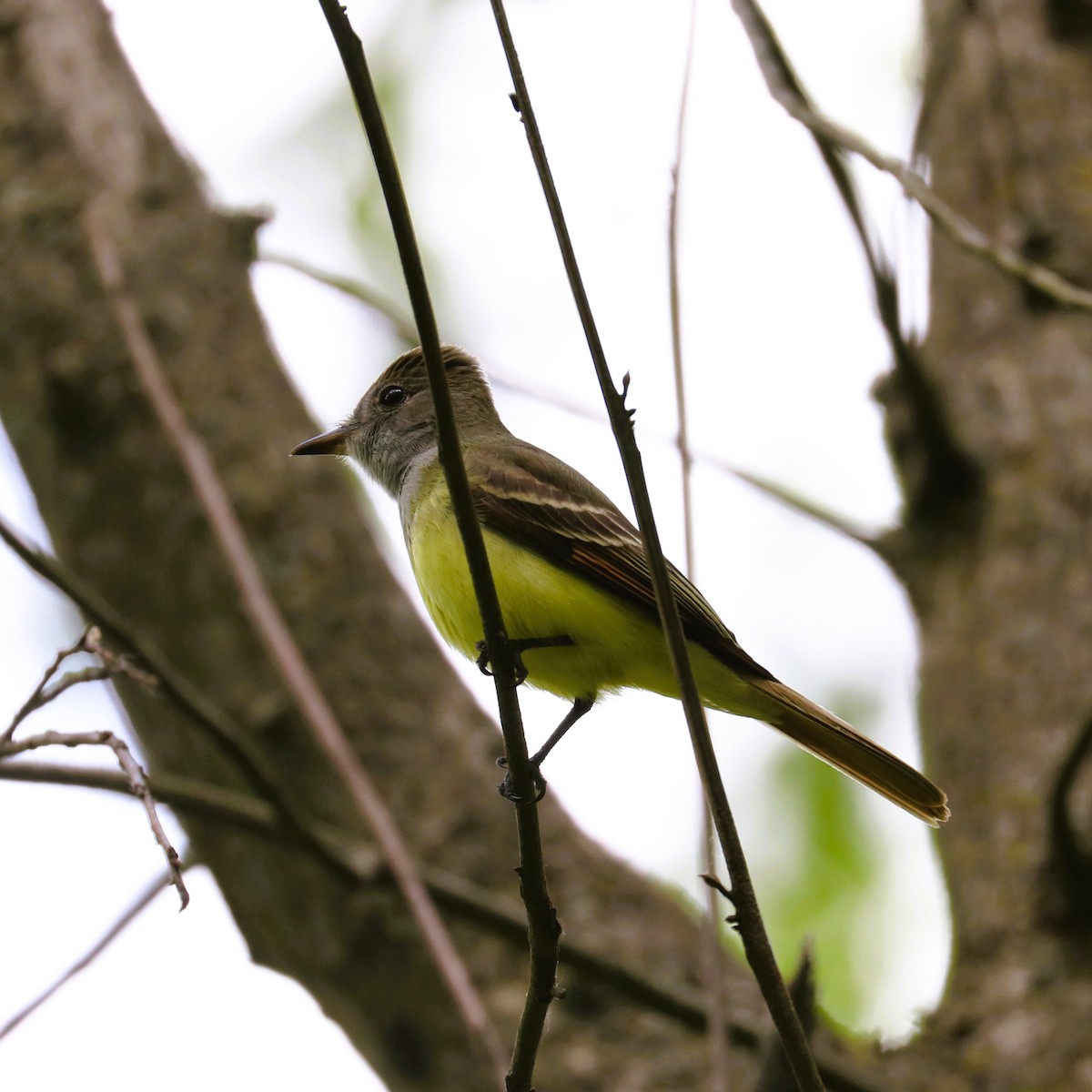 Great Crested Flycatcher - ML657406878