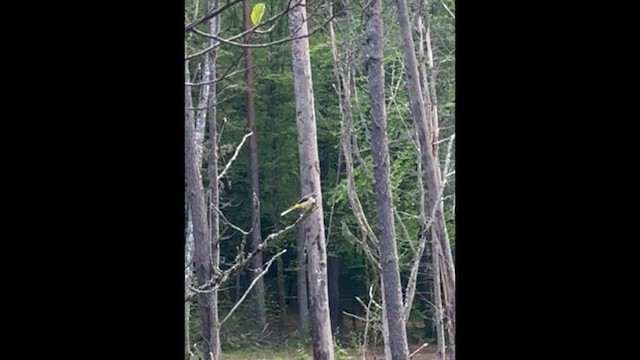 Плиска гірська - ML657406897