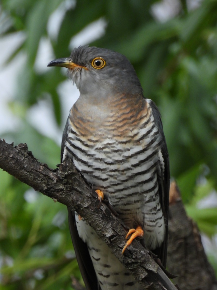 Common Cuckoo - Cuculus canorus - Media Search - Macaulay Library and eBird