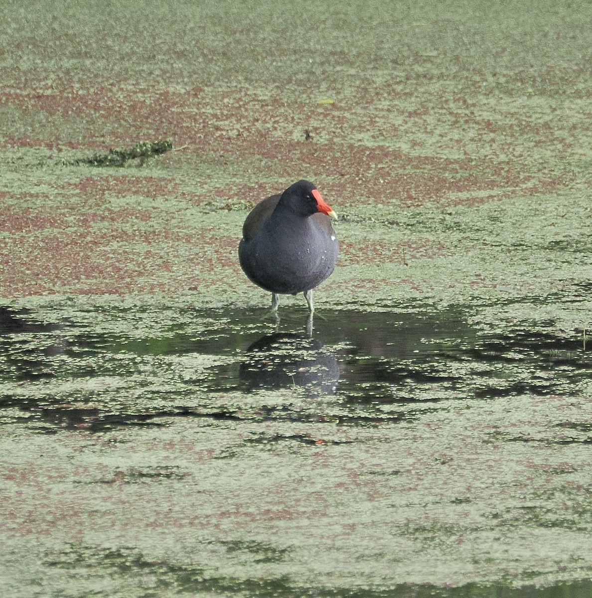 Common Gallinule - ML657408026