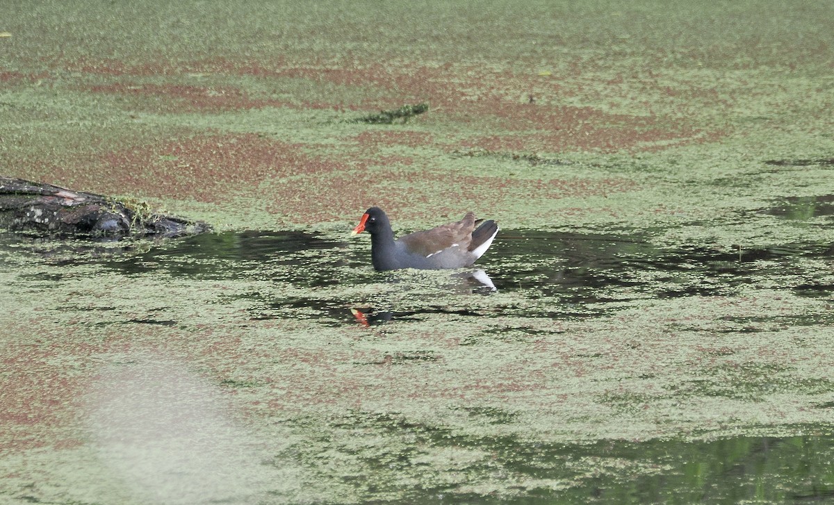 Common Gallinule - ML657408041