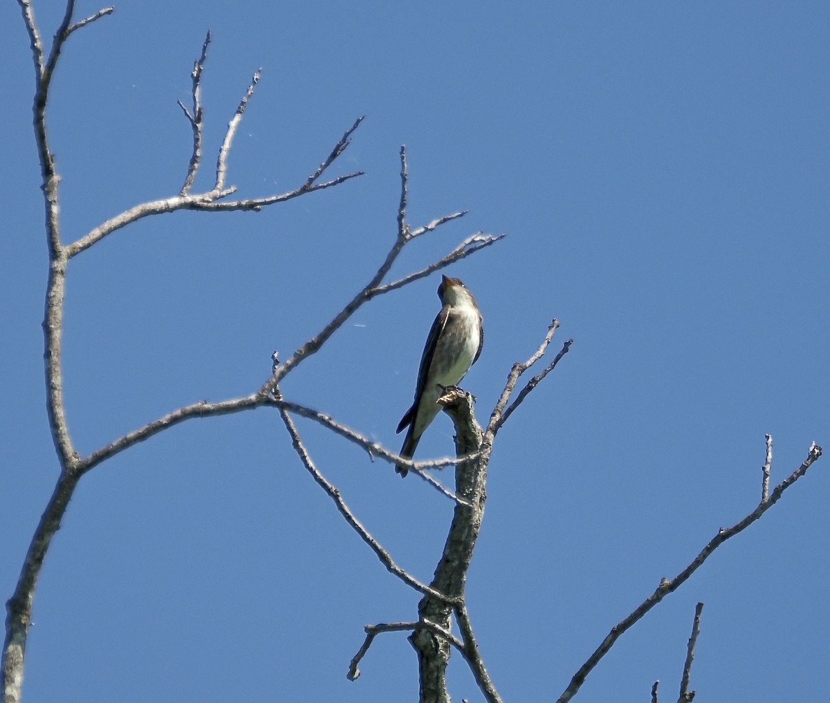 Olive-sided Flycatcher - ML657408192