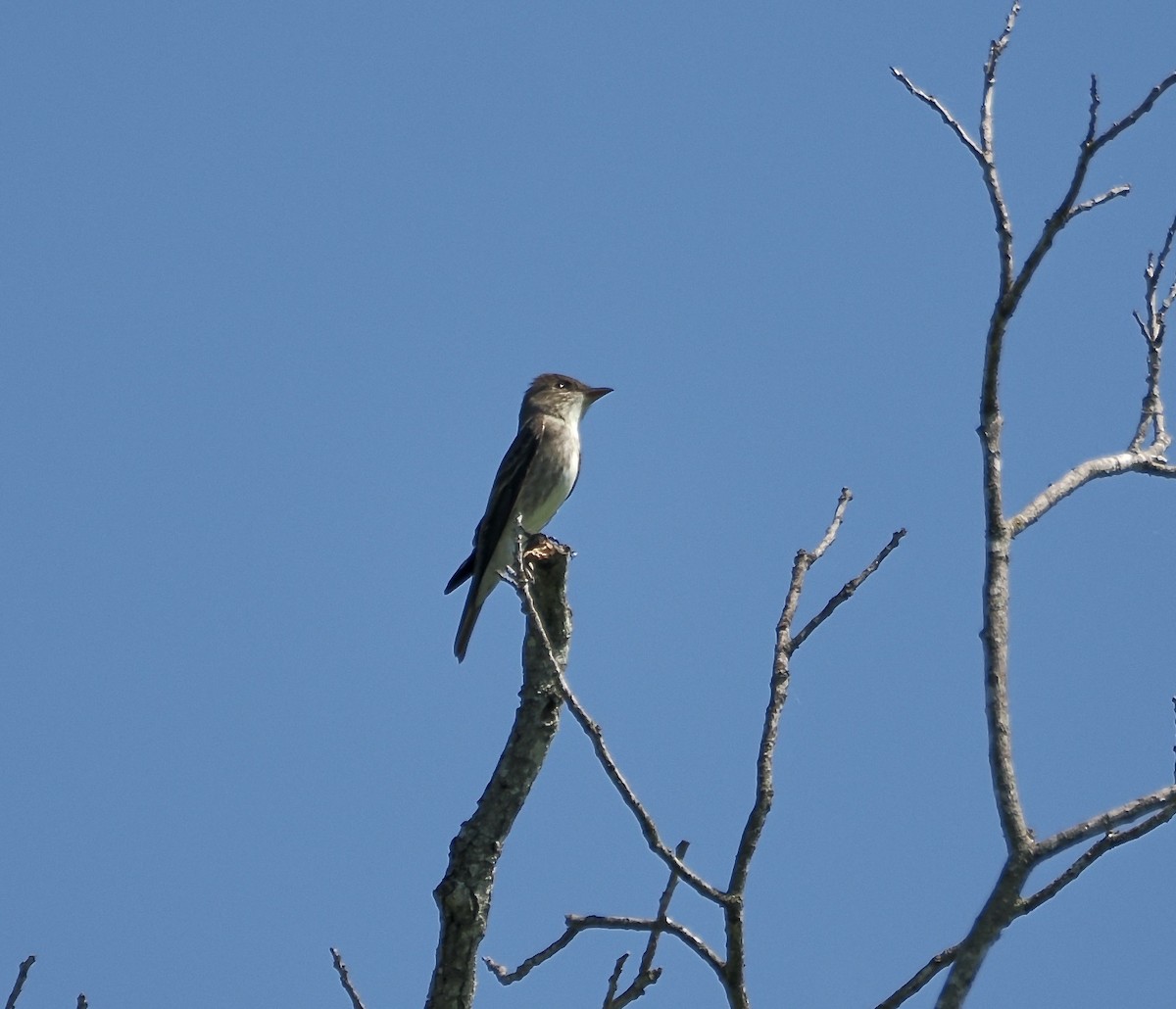 Olive-sided Flycatcher - ML657408203