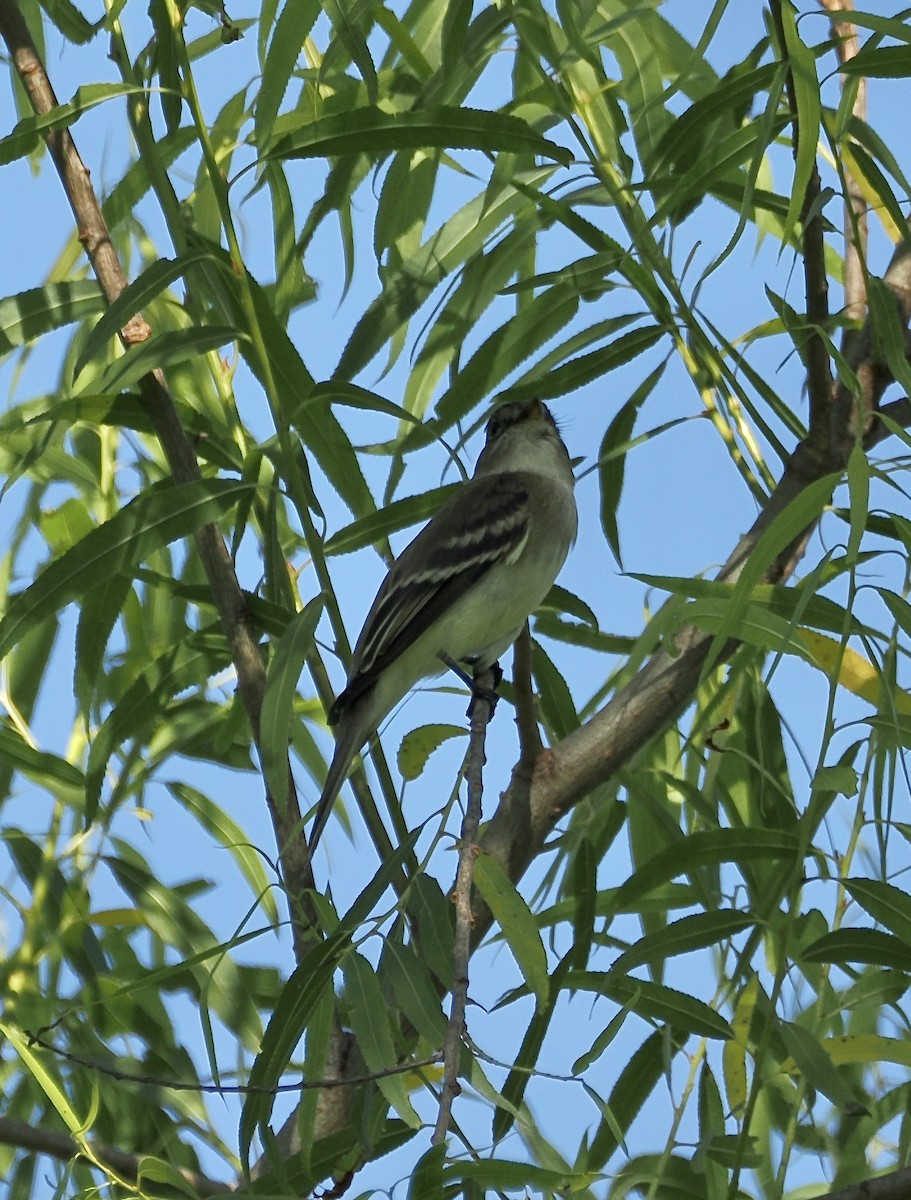 Alder Flycatcher - ML657408610
