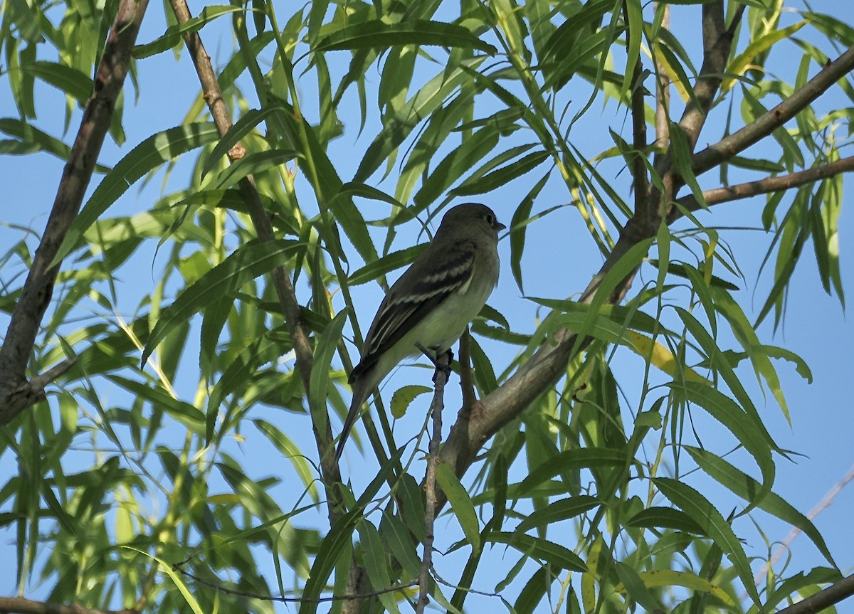 Alder Flycatcher - ML657408615
