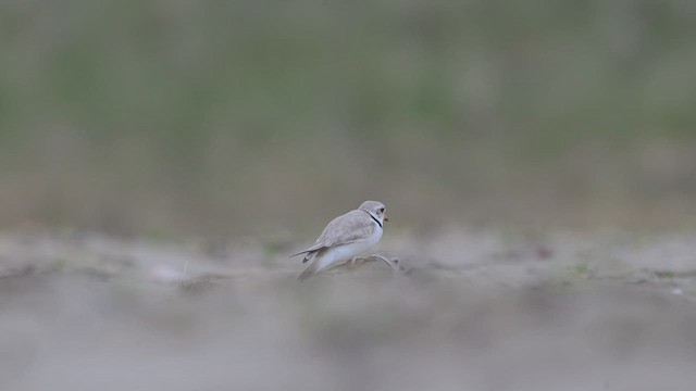 Пісочник жовтоногий - ML657410392