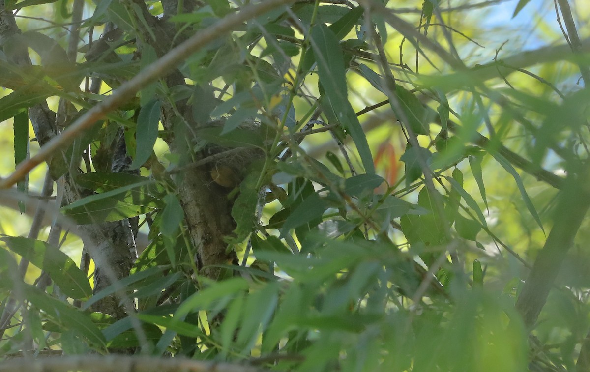 Northern Yellow Warbler - ML657410515