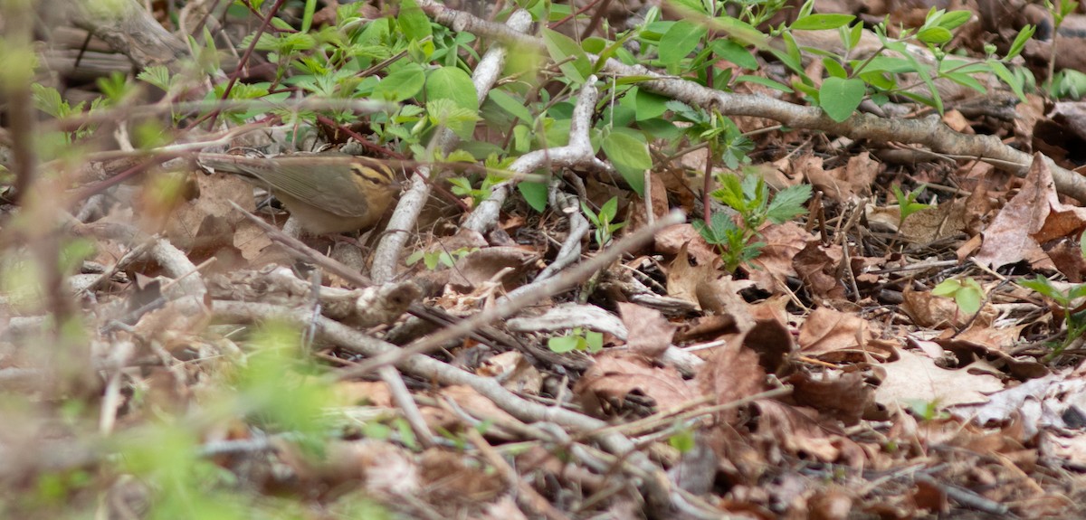 Worm-eating Warbler - ML657410547