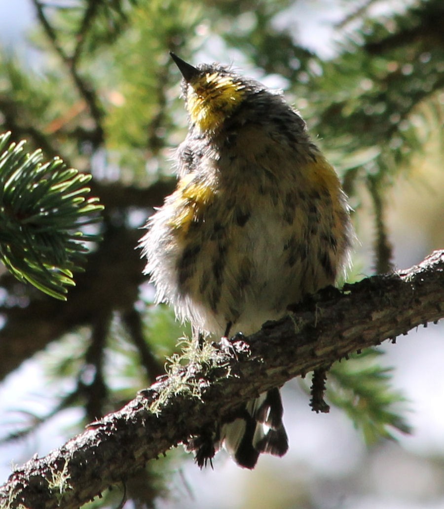 Yellow-rumped Warbler - ML65741111