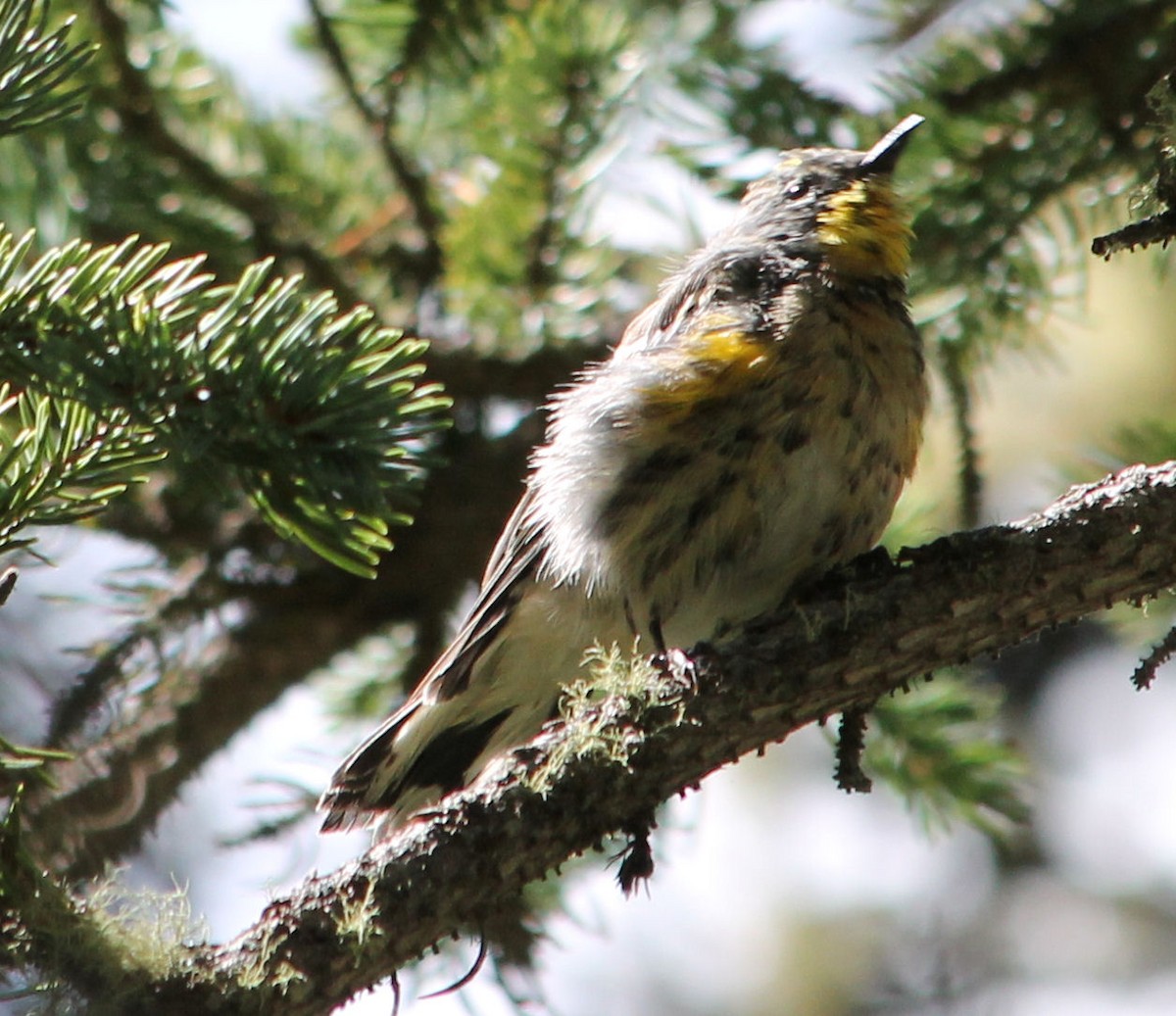 Yellow-rumped Warbler - ML65741121