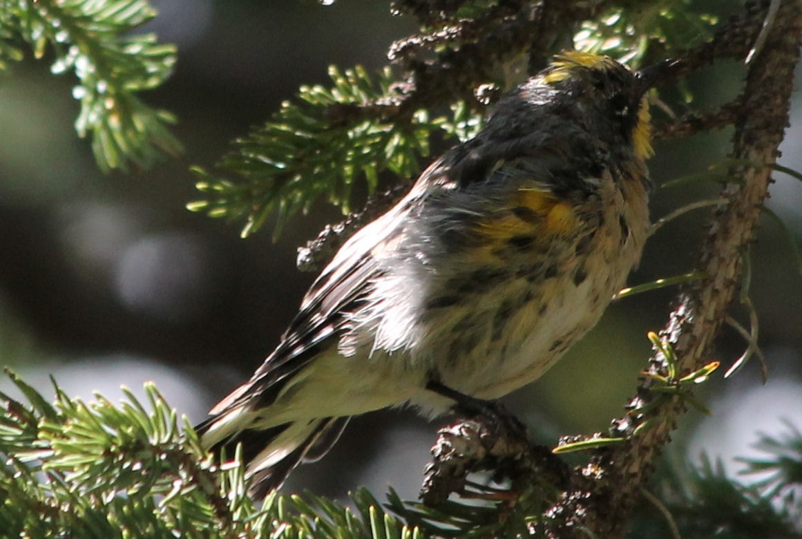 Yellow-rumped Warbler - ML65741131