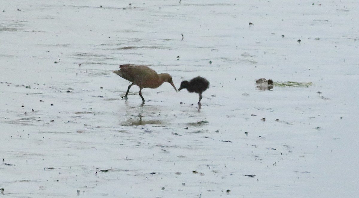 Ridgway's Rail (Light-footed) - ML657411676