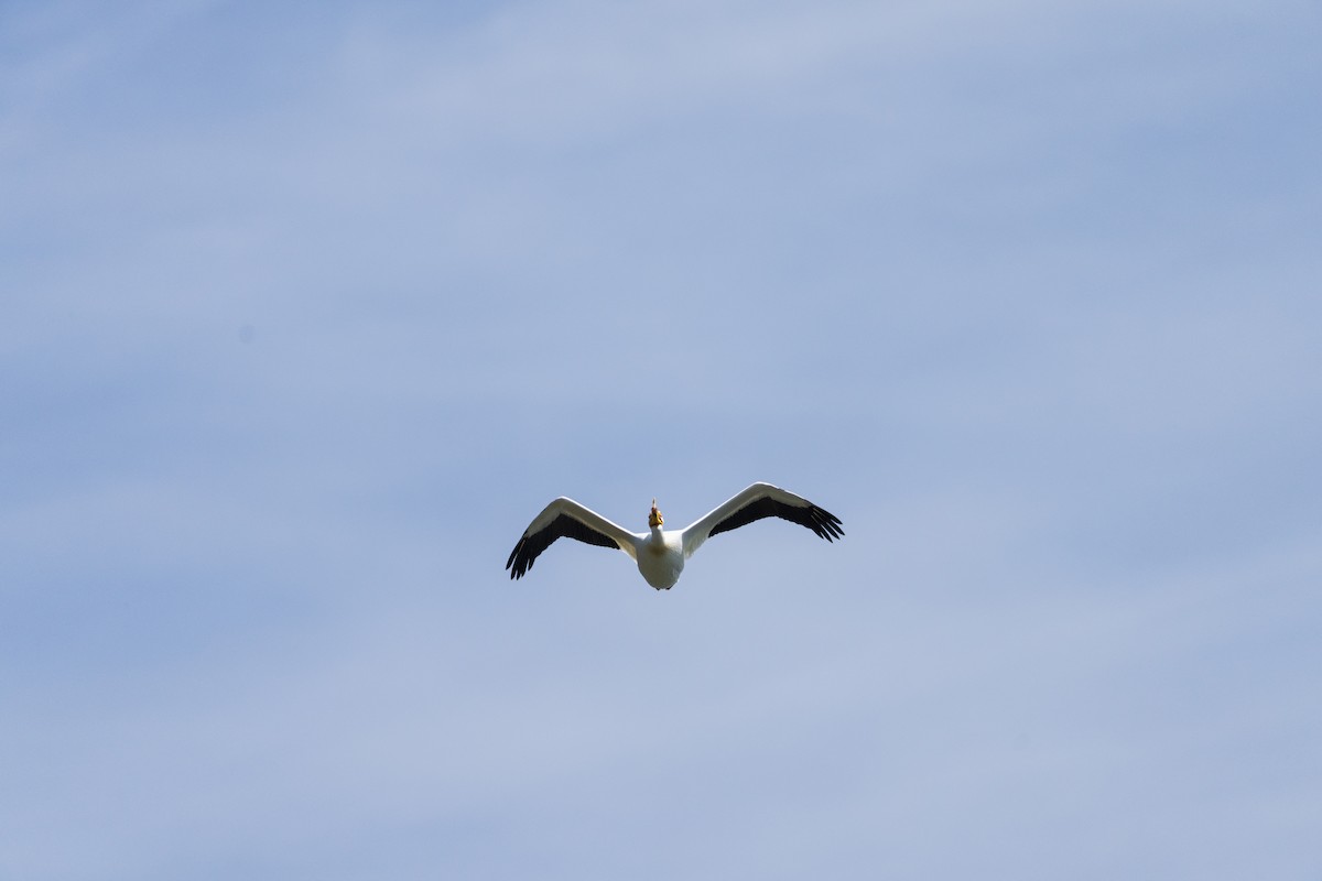 American White Pelican - ML657411747